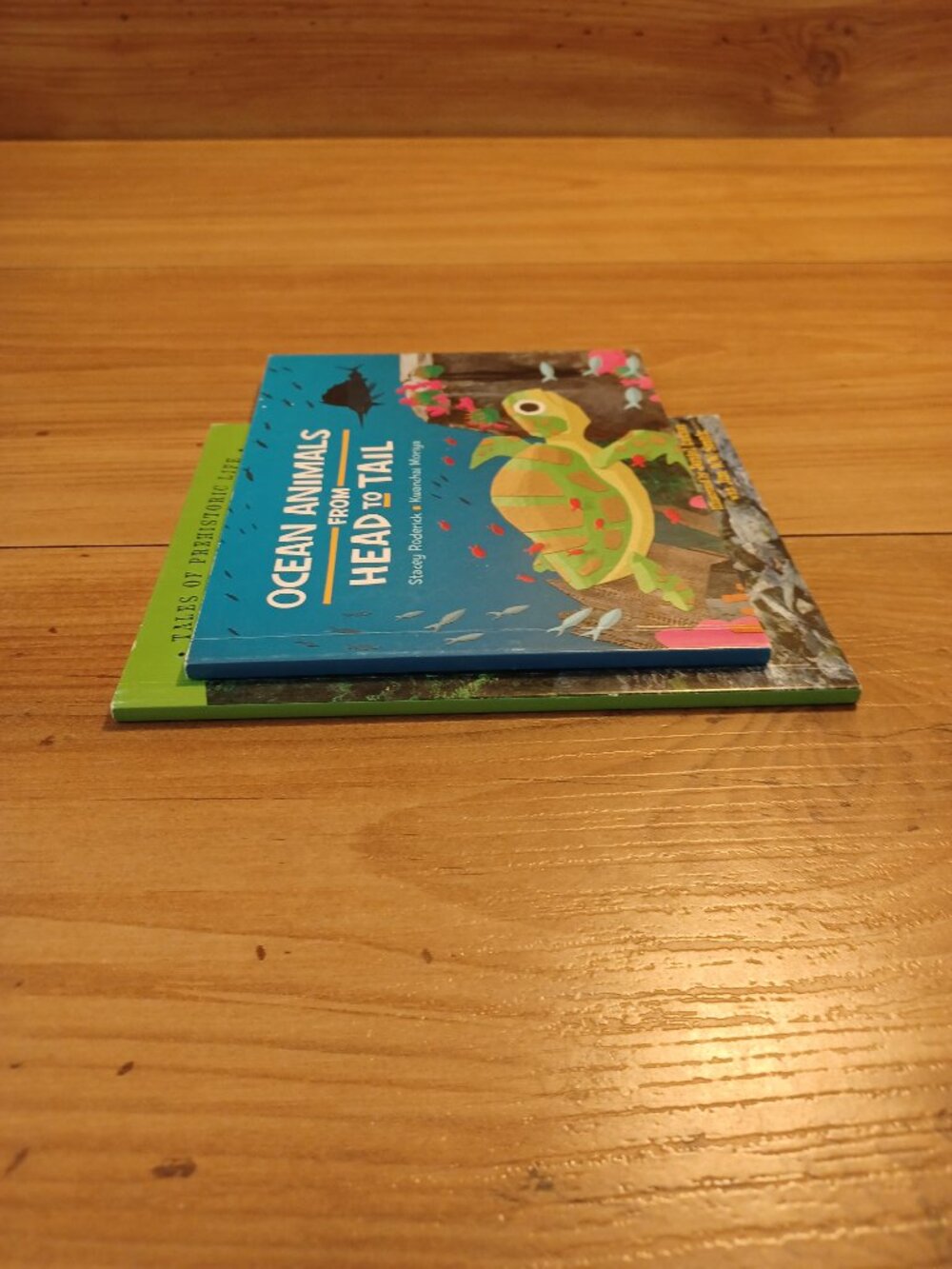 Ocean Animals From Head To Tail By Stacey Roderick Book - Picture 5 of 6